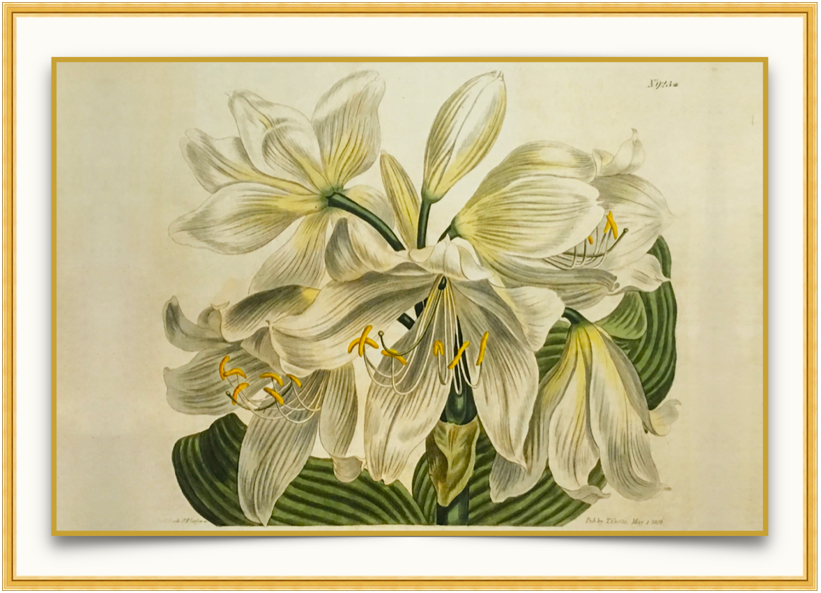 Coastal Lily - Antique Botanical Print