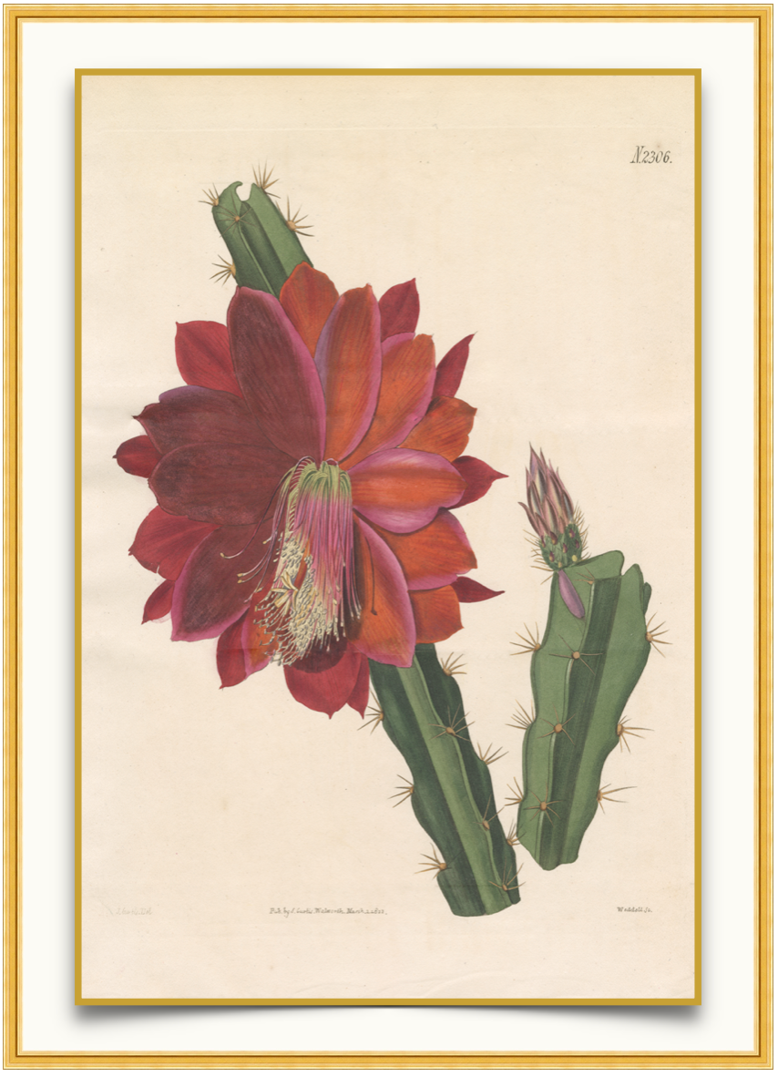Red Cactus - Antique Botanical Print