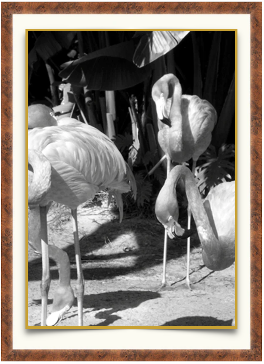 Flamingos B&W - Photographic Print