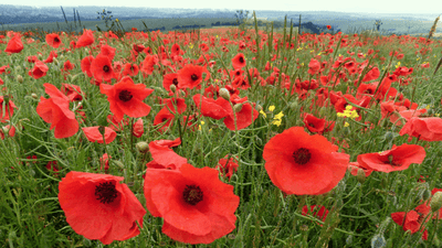 Poppies