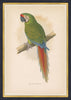 Military Macaw - Framed Antique Aves Print - Dixie & Grace