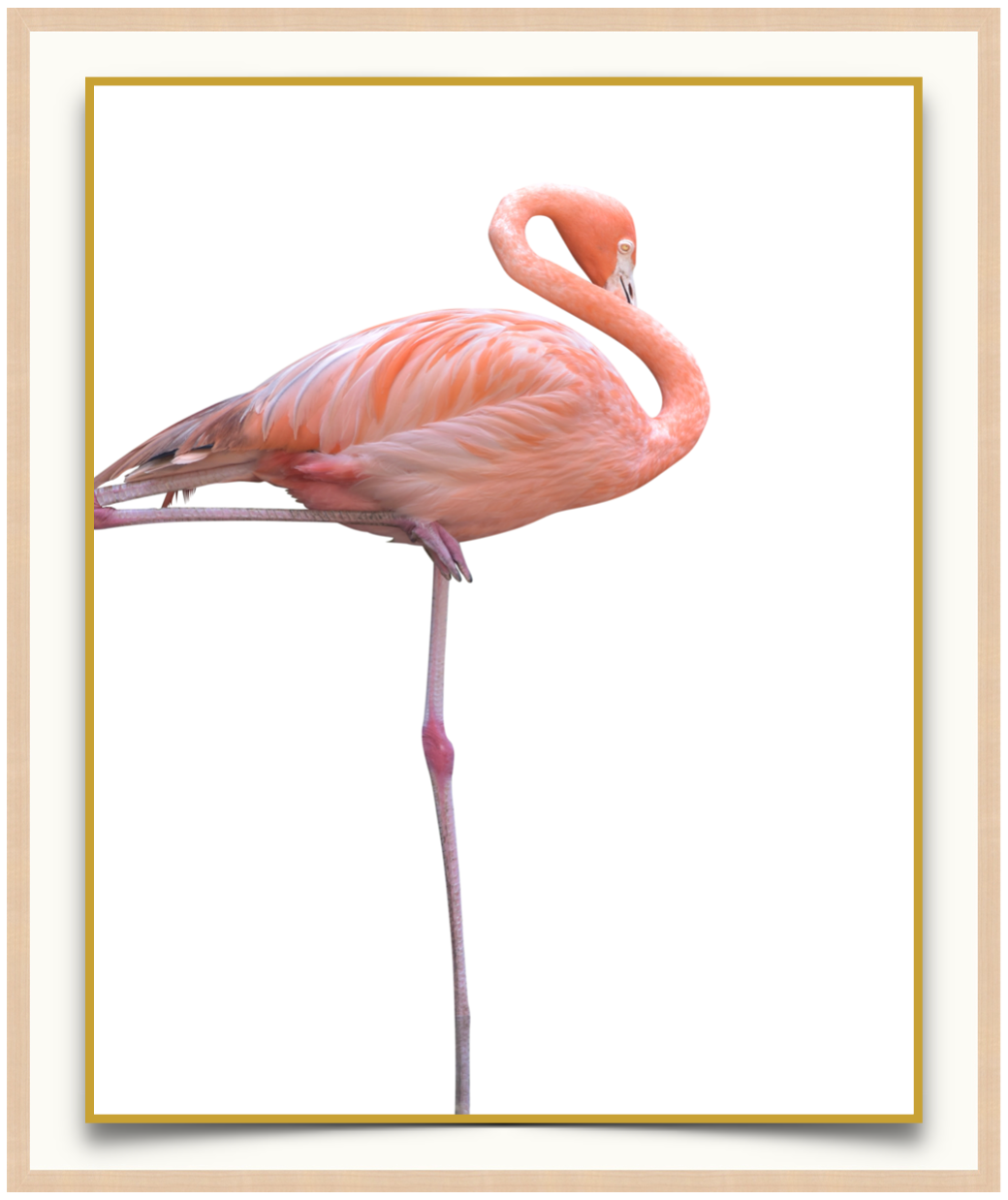 Flamingo Stance - Photographic Print