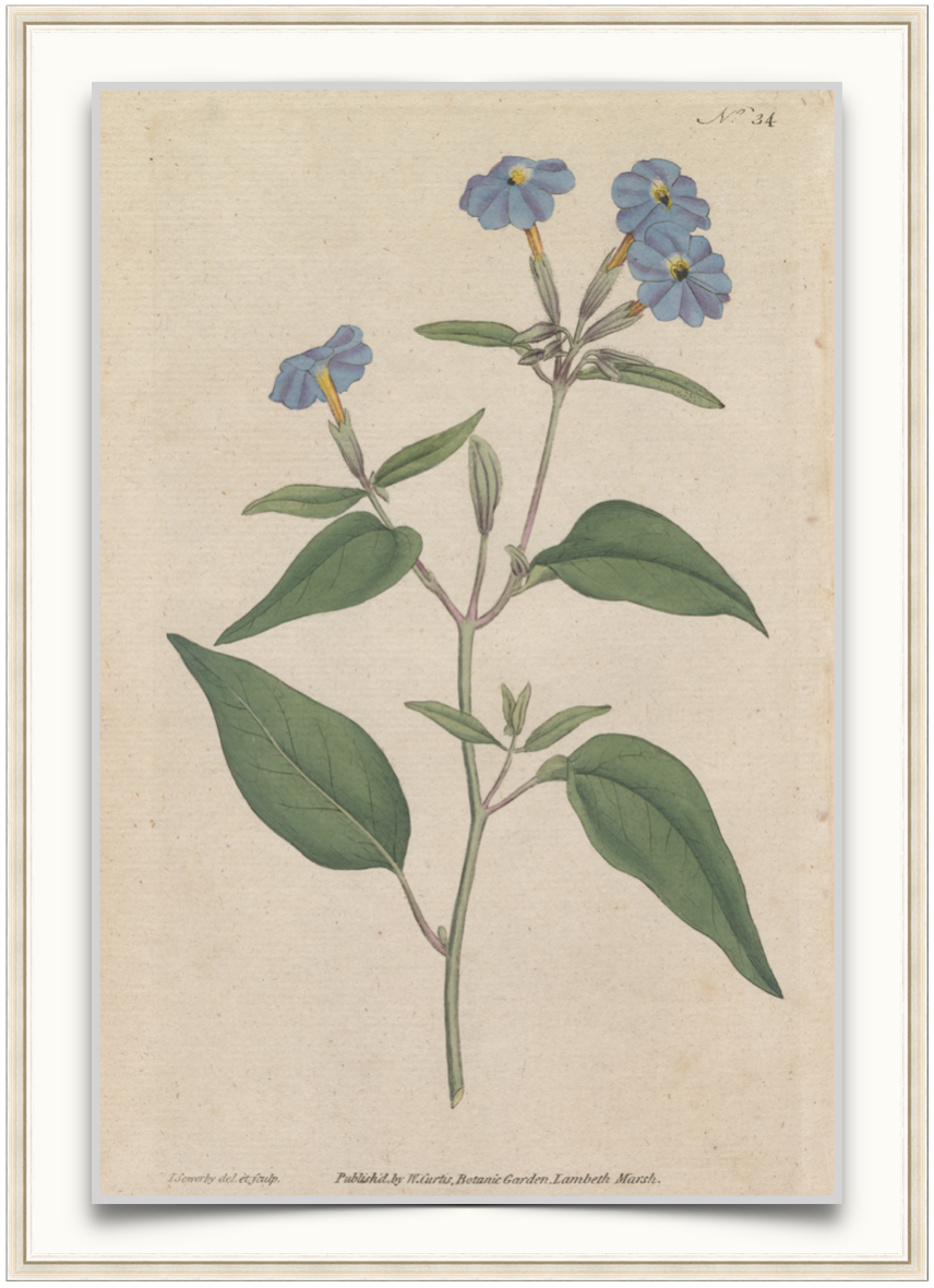 Forget Me Not Flowers - Antique Botanical Print