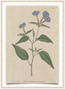 A fine art print from an antique botanical hand-colored engraving—an image of Forget Me Not Flowers with blue and green coloring. Available print only or framed.