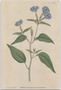 A fine art print from an antique botanical hand-colored engraving—an image of Forget Me Not Flowers with blue and green coloring. Available print only or framed.