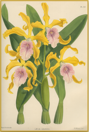 Grand Layla - Antique Botanical Print