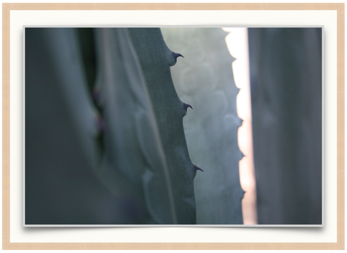 Agave No. 1 - Photographic Print