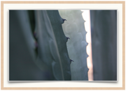 A photographic print by Sara Fattori of a detail image of an Agave plant. Available print only or framed.