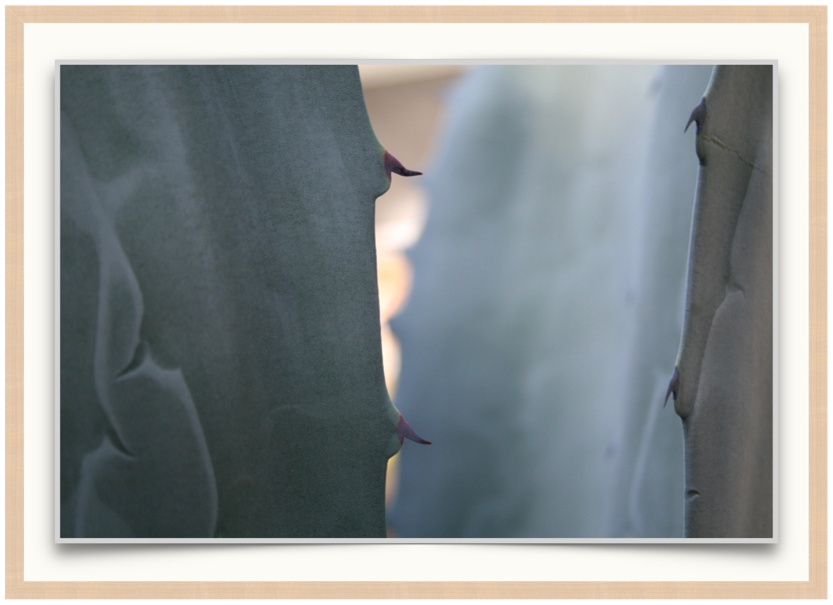 Agave No. 2 - Photographic Print