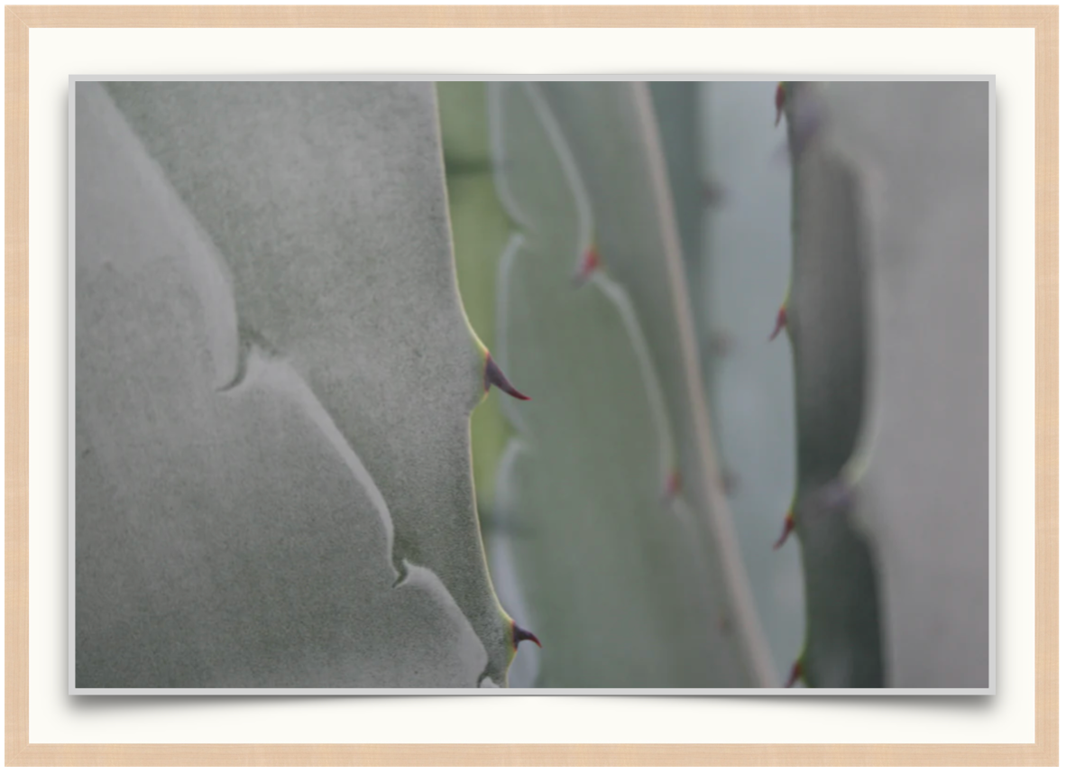 Agave No. 3 - Photographic Print