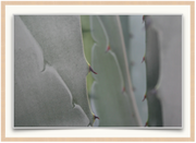 A photographic print by Sara Fattori of a detail image of an Agave plant. Available print only or framed.