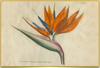 A fine art print from an antique botanical hand-colored engraving.  An image of a Bird of Paradise flower with orange, blue, and green coloring.  Available print only or framed.