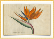 A fine art print from an antique botanical hand-colored engraving.  An image of a Bird of Paradise flower with orange, blue, and green coloring.  Available print only or framed.