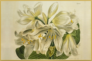 A fine art print from an antique botanical hand-colored engraving. An image of the coastal lily flower with white, yellow, and green coloring.  Pairs with of our Coastal Lily Collection. Available print only or framed.