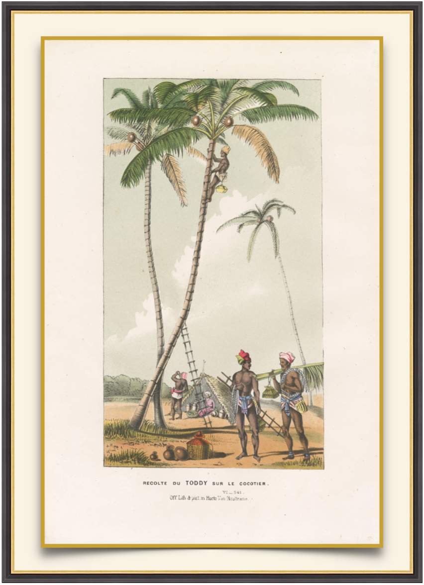 Coconut Harvest - Antique Landscape Print