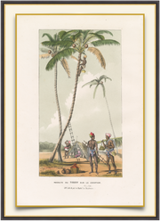 A fine art print from an antique landscape hand-colored engraving—an image of coconuts being harvested from a tree. Available print only or framed.