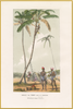 A fine art print from an antique landscape hand-colored engraving—an image of coconuts being harvested from a tree. Available print only or framed.
