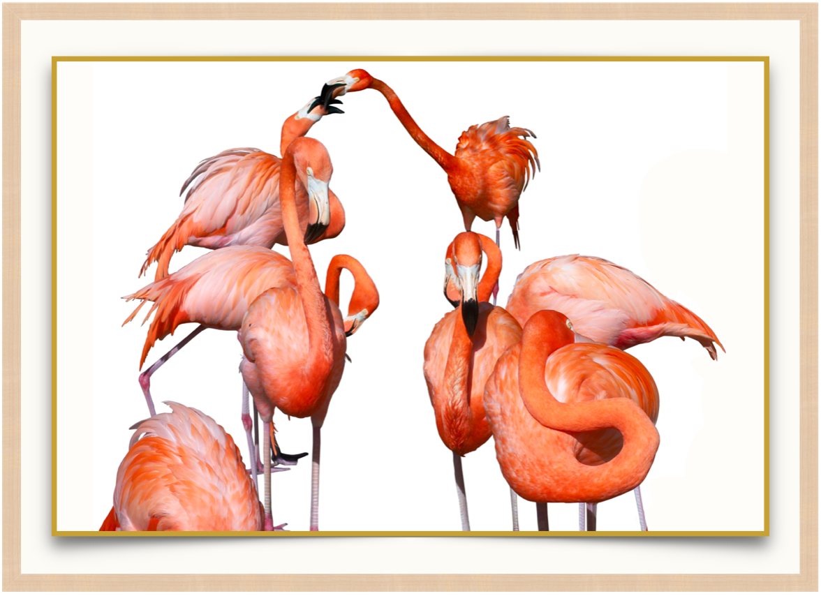 Flamingo Dance - Photographic Print