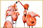 A fine art print from a photograph by Sara Fattori of flamingos. The vibrant colors and intricate details make this a timeless piece of art. Bring the energy of a flock of flamingos to your walls – no matter the season! Available print only or framed.
