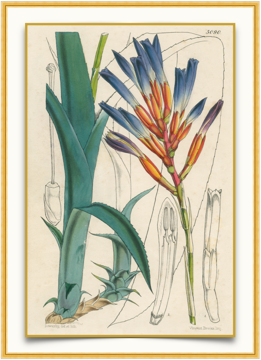 Heart of Flame - Antique Botanical Print