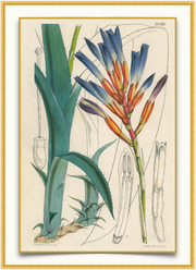 A fine art print from an antique botanical hand-colored engraving of a tropical bromeliad with coral and blue coloring. Available print only or framed.