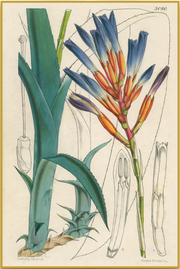 A fine art print from an antique botanical hand-colored engraving of a tropical bromeliad with coral and blue coloring. Available print only or framed.