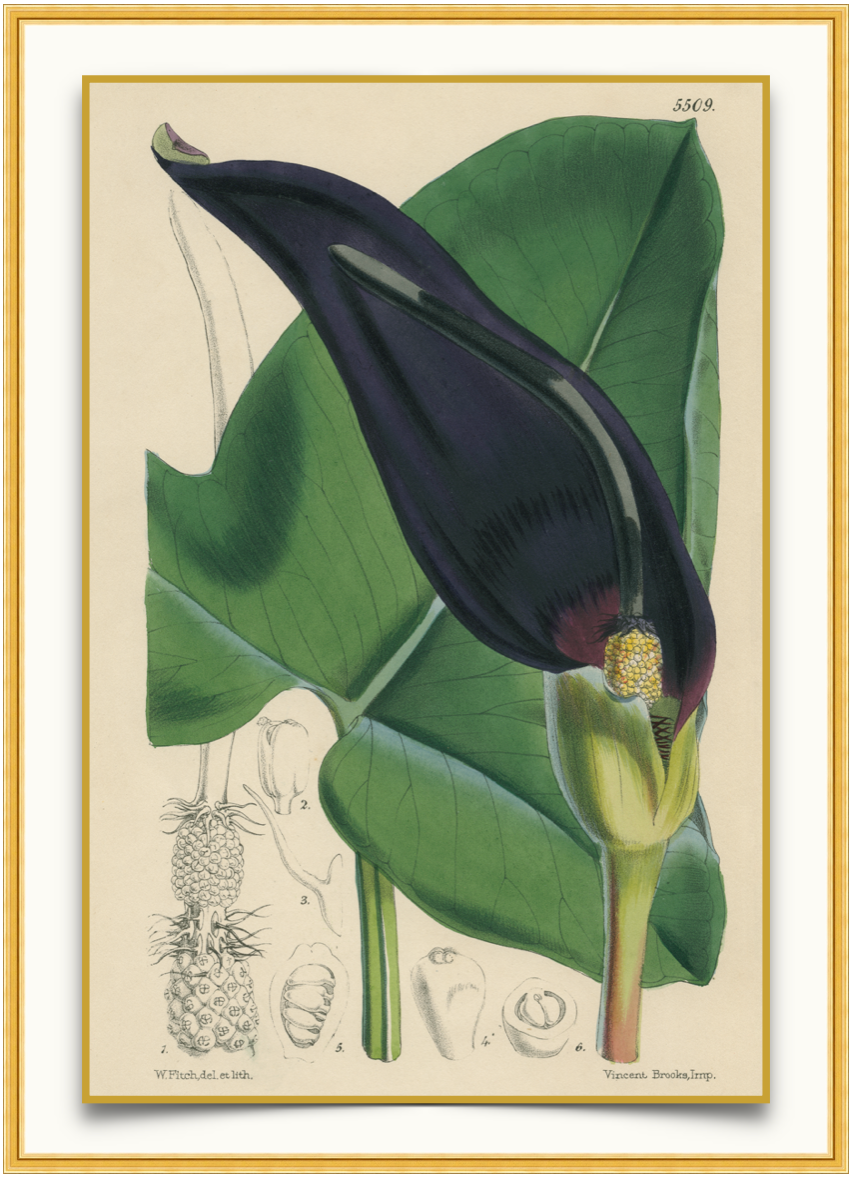 Jerusalem Lily - Antique Botanical Print
