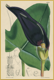 A fine art print from an antique botanical hand-colored engraving.  An image of a lily flower with green and eggplant purple coloring. Available print only or framed.