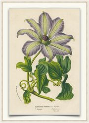 A fine art print from an antique botanical hand-colored engraving of a tropical clematis flower with lavender and green coloring. Available print only or framed.
