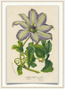 A fine art print from an antique botanical hand-colored engraving of a tropical clematis flower with lavender and green coloring. Available print only or framed.