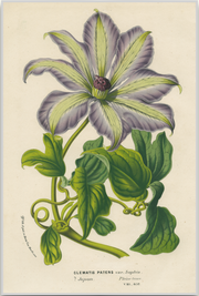 A fine art print from an antique botanical hand-colored engraving of a tropical clematis flower with lavender and green coloring. Available print only or framed.