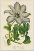 A fine art print from an antique botanical hand-colored engraving of a tropical clematis flower with lavender and green coloring. Available print only or framed.