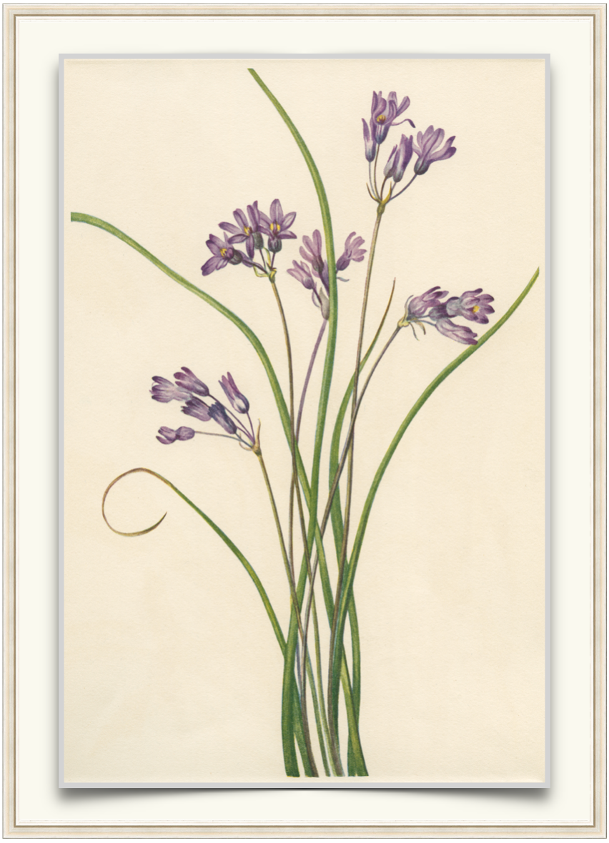Lavender Grass - Antique Botanical Print