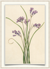 A fine art print from an antique botanical hand-colored engraving—an image of the tropical flower with lavender and green coloring. Available print only or framed.