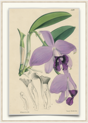 A fine art print from an antique botanical hand-colored engraving—an image of the tropical orchid flower with lavender and green coloring. Available print only or framed.