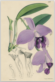 A fine art print from an antique botanical hand-colored engraving—an image of the tropical orchid flower with lavender and green coloring. Available print only or framed.