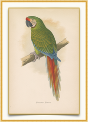 A fine art print from an antique hand-colored engraving.  An image of an endangered South American parrot on a tree branch. Available print only or framed.