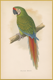 A fine art print from an antique hand-colored engraving.  An image of an endangered South American parrot on a tree branch. Available print only or framed.