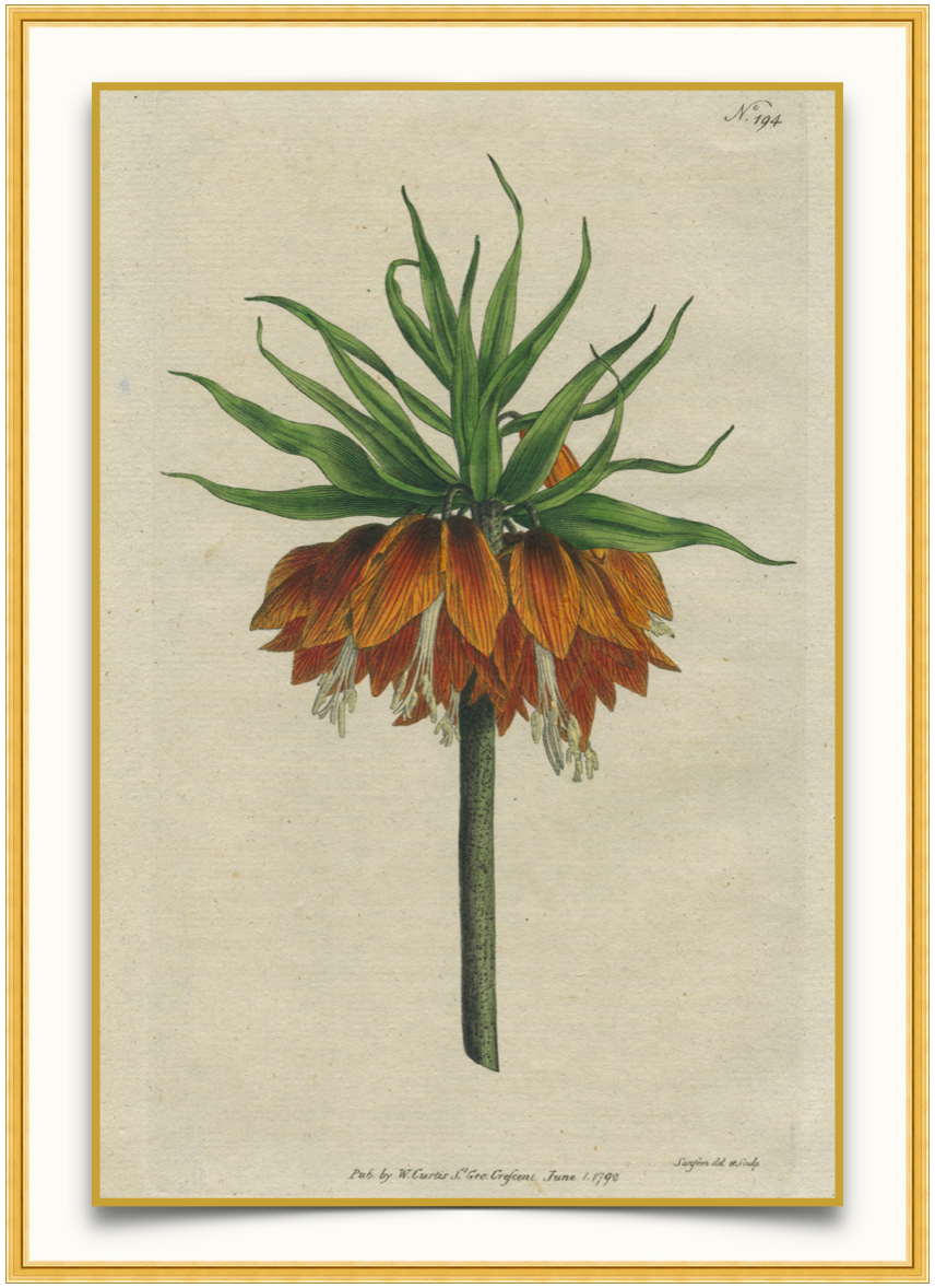 Orange Crown - Antique Botanical Print