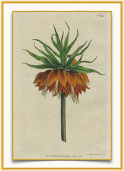 A fine art print from an antique botanical hand-colored engraving— the image of a flower with orange and green coloring. Available print only or framed.