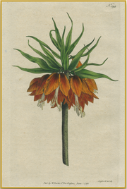 A fine art print from an antique botanical hand-colored engraving— the image of a flower with orange and green coloring. Available print only or framed.