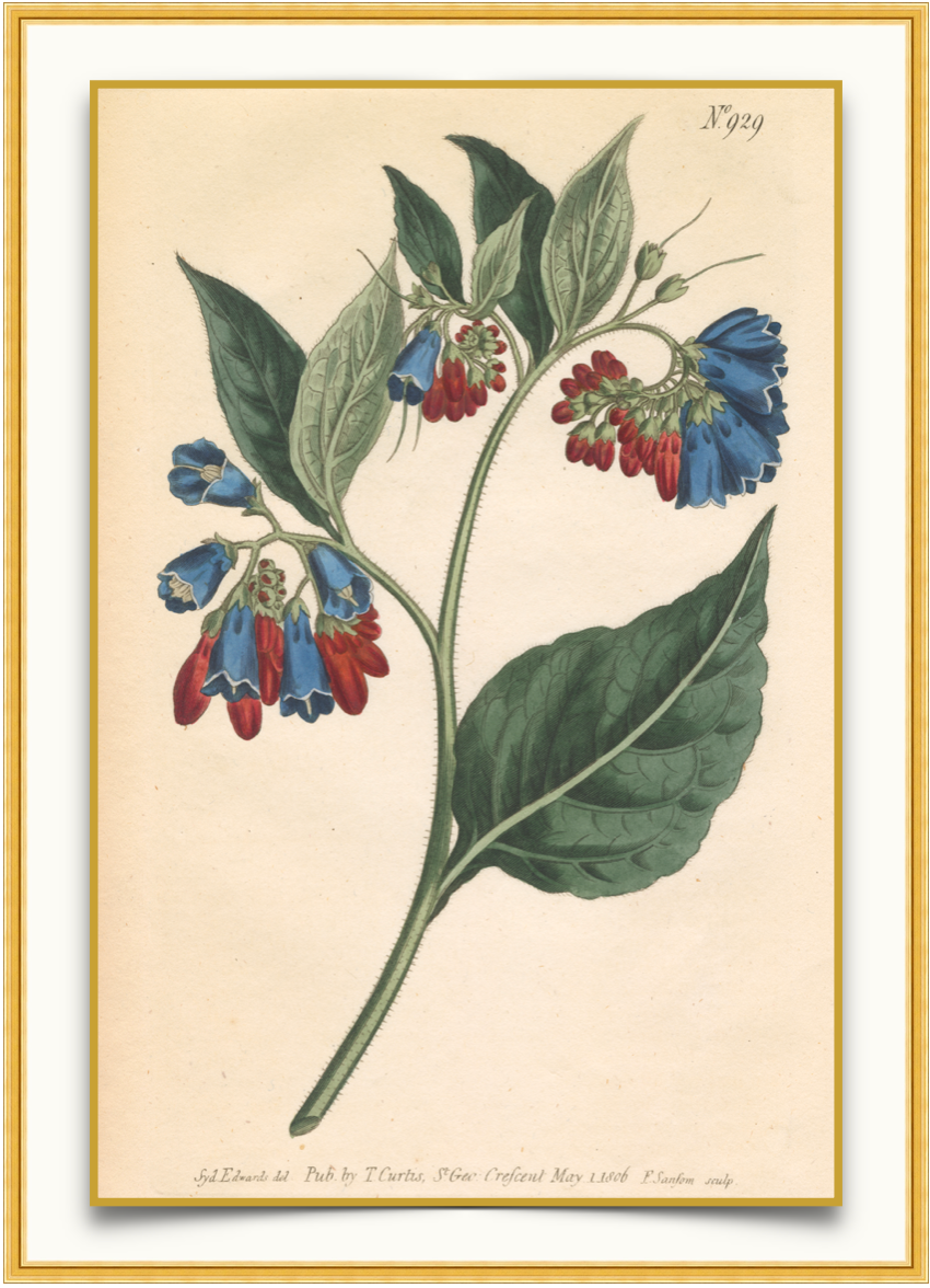 Patriot Flower - Antique Botanical Print
