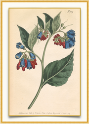 A fine art print from an antique botanical hand-colored engraving of a St. George Crescent with red, blue, and green coloring. Available print only or framed.