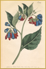 A fine art print from an antique botanical hand-colored engraving of a St. George Crescent with red, blue, and green coloring. Available print only or framed.