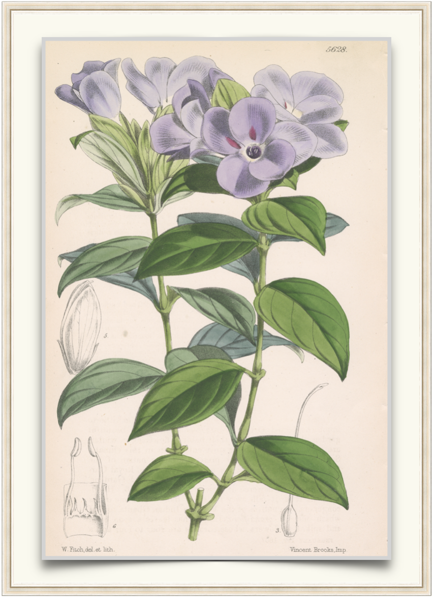 Periwinkle Flower - Antique Botanical Print