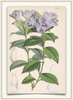 A fine art print from an antique botanical hand-colored engraving—an image of Periwinkle Flowers with periwinkle and green coloring. Available print only or framed.