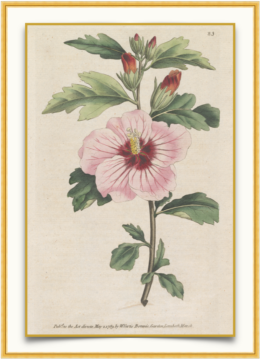 Pink Hibiscus - Antique Botanical Print