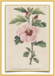 A fine art print from an antique botanical hand-colored engraving— an image of a pink hibiscus.  Pairs with our Palm Beach Collection.  Available print only or framed.