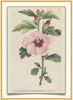 A fine art print from an antique botanical hand-colored engraving— an image of a pink hibiscus.  Pairs with our Palm Beach Collection.  Available print only or framed.