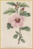 A fine art print from an antique botanical hand-colored engraving— an image of a pink hibiscus.  Pairs with our Palm Beach Collection.  Available print only or framed.